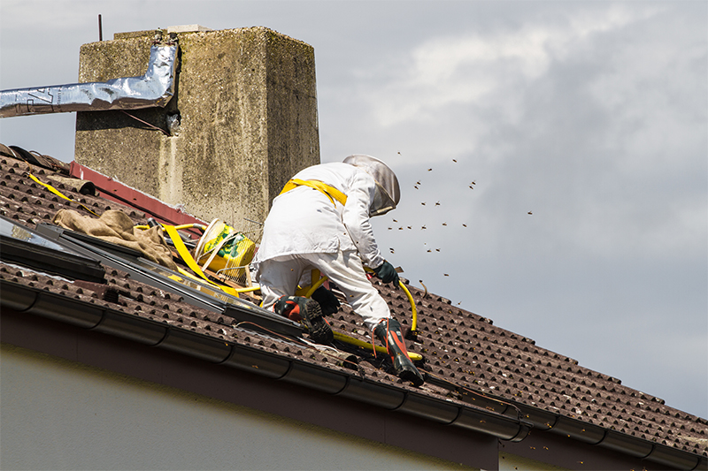 Bee Pest Control in Petersfield Hampshire