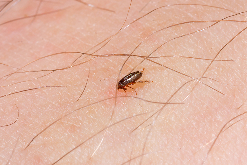 Flea Pest Control in Petersfield Hampshire