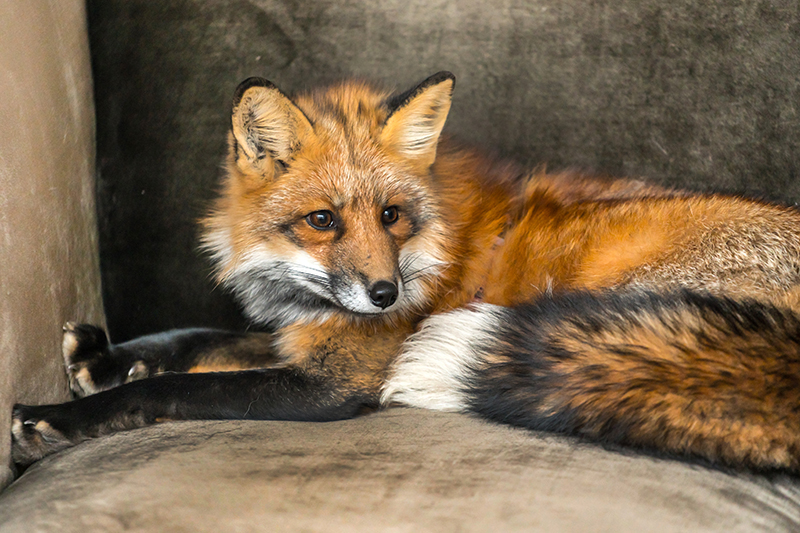 Fox Pest Control in Petersfield Hampshire